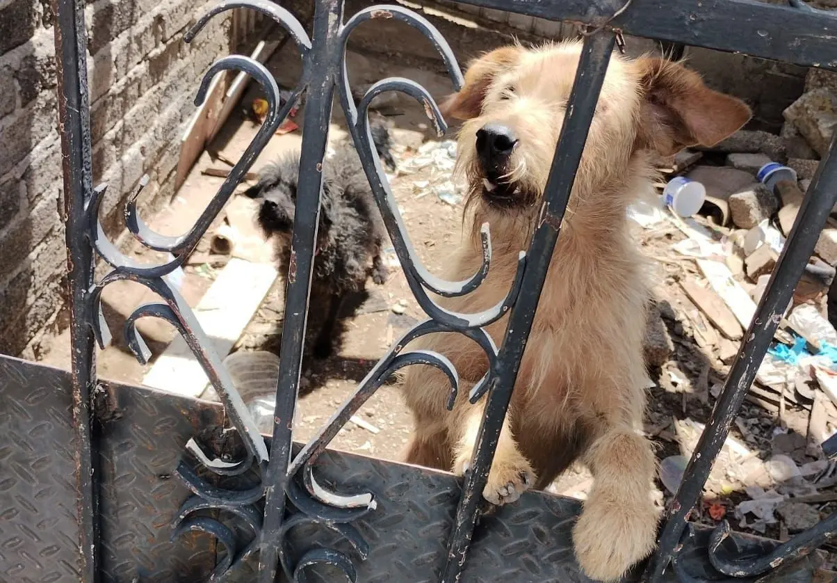 Ambos caminos fueron entregados a Mundo Patitas. Imagen: FGJEM