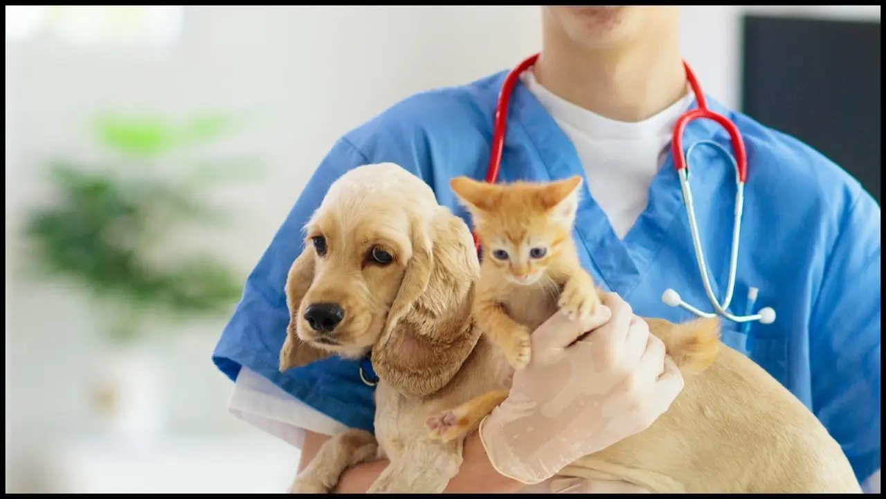 La esterilización tiene muchos aspectos positivos en las mascotas. (Fotografía: Canva)