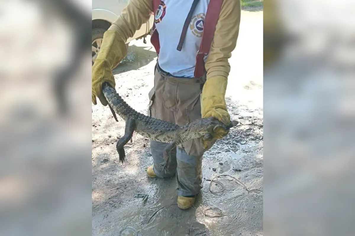 Se trató de una cría de cocodrilo de pantano de cerca de un metro de longitud. Foto: Axel Hassel