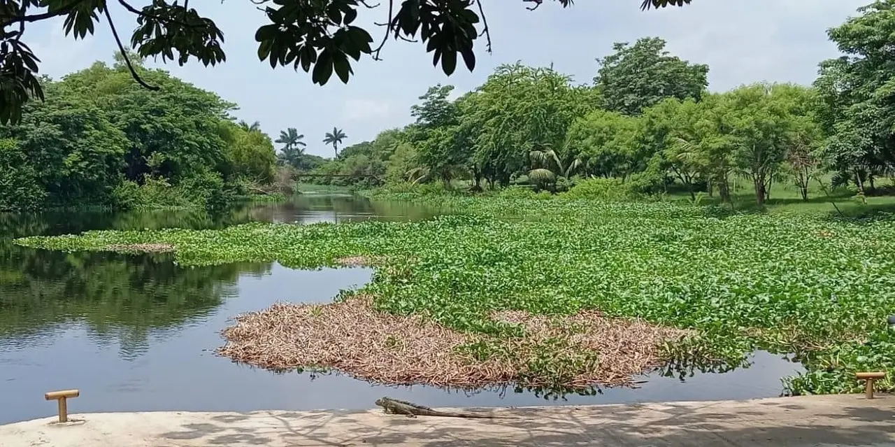 El Lirio acuático en tan solo dos semanas se reproduce lo doble. Foto: Posta Redacción