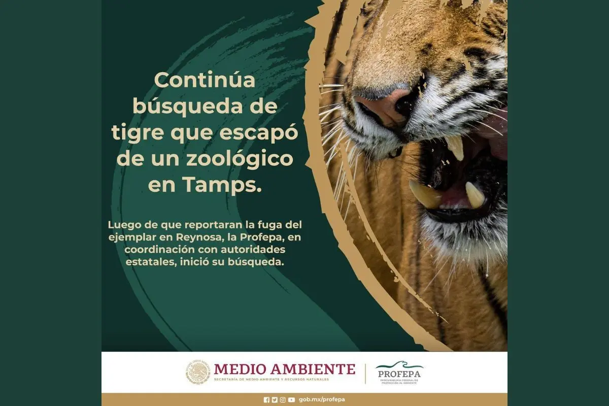 Comunicado de PROFEPA sobre búsqueda de tigre. Foto: X profepa_mx