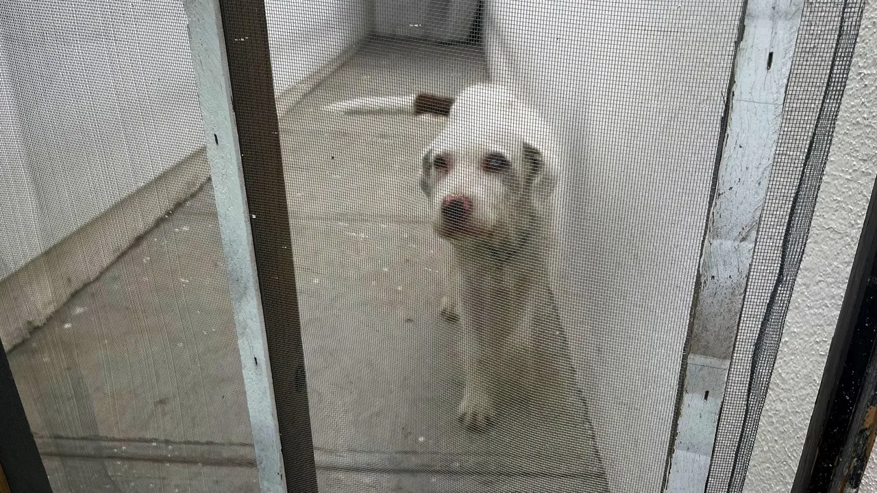 Este año se han aplicado cuatro multas por omisión de cuidados en mascotas. Foto: Isaura Retana.