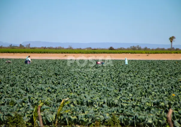 Los agricultores en BCS se enfrentan al cambio climático
