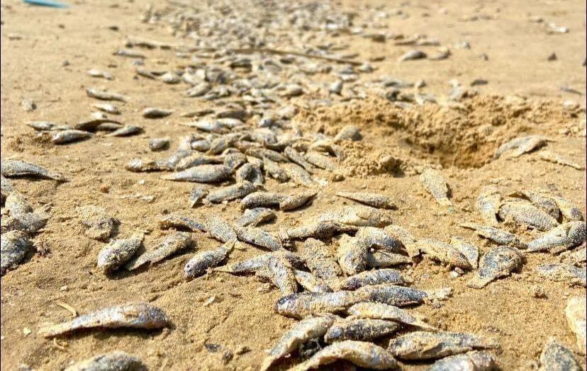 Una considerable mortandad de peces es la que se ha presentado tras la marea alta en Playa Miramar, misma que se puede apreciar a lo largo de la costa en Ciudad Madero. Foto: Axel Hassel