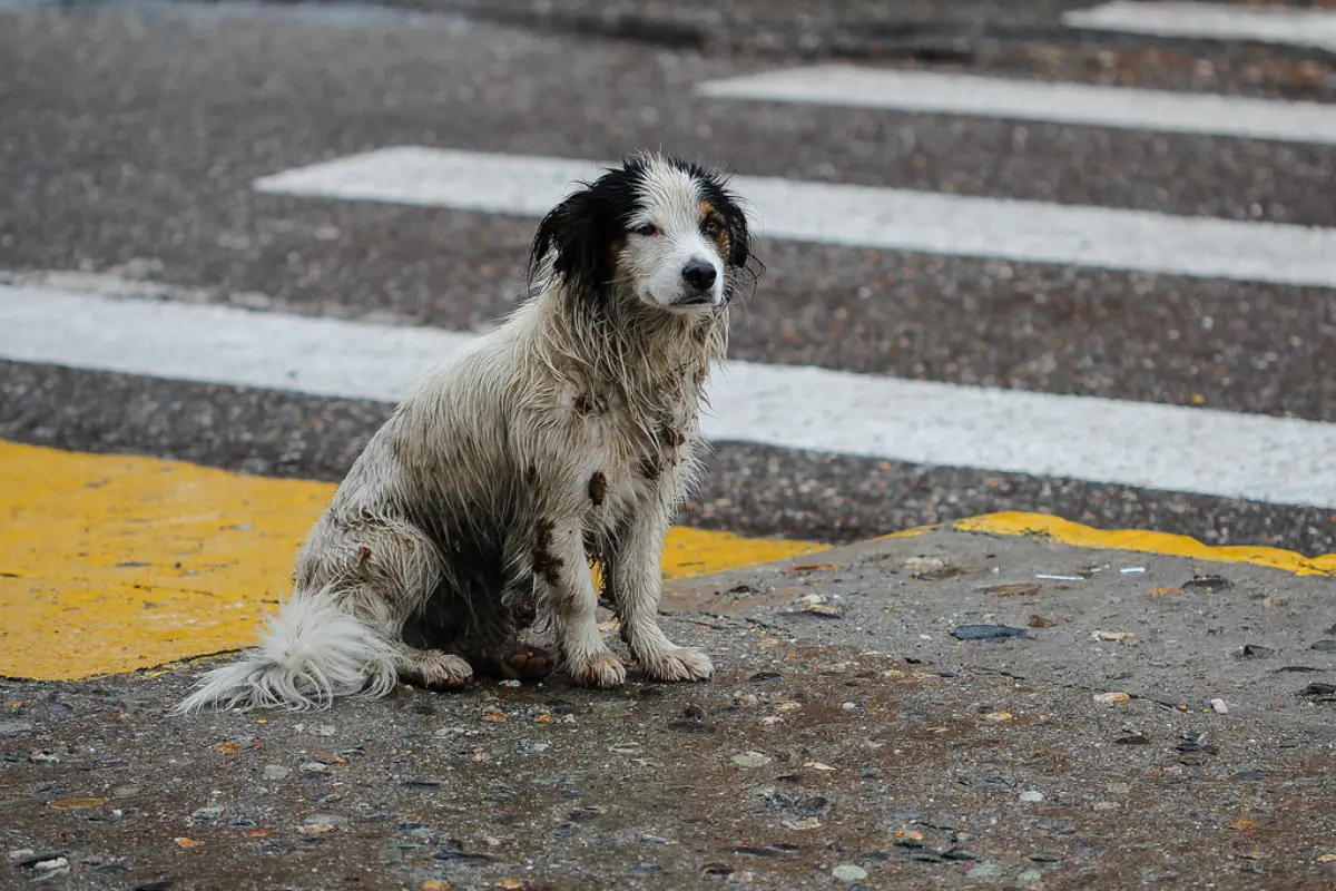 Perrito en la lluvia.