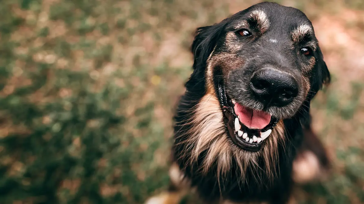 Si hay formas de dejar protegido a tu perro a través de un testamento Foto: Cortesía