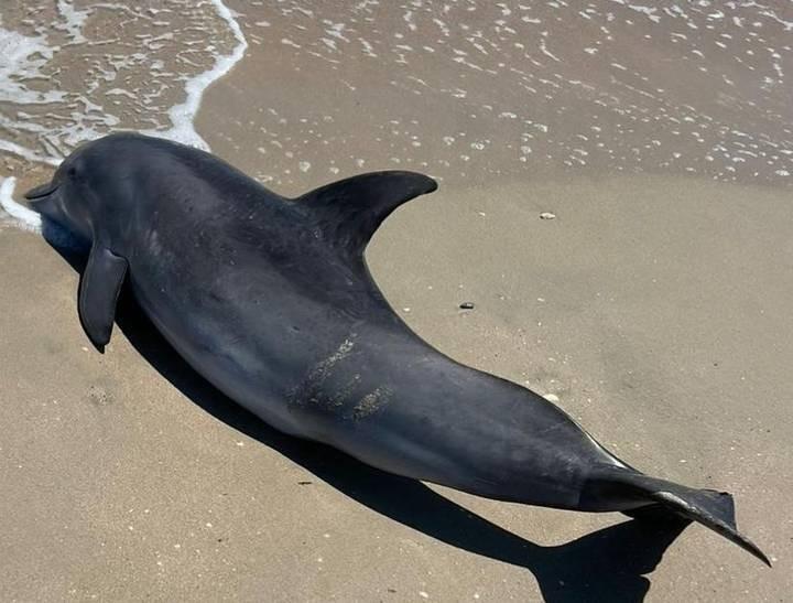 Un delfín nariz de botella fue hallado sin vida en una zona apartada de Playa Miramar, en Ciudad Madero, lo que generó consternación entre deportistas que se ejercitaban bajo el intenso sol. Foto: Redes sociales