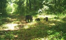 Avistan los primeros osos negros en la Reserva de La Biósfera El Cielo