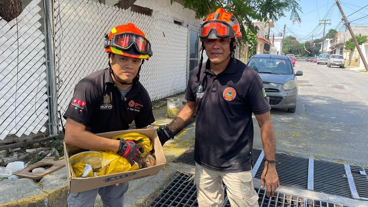 Rescate de gato en alcantarilla. Foto: Protección Civil Nuevo León