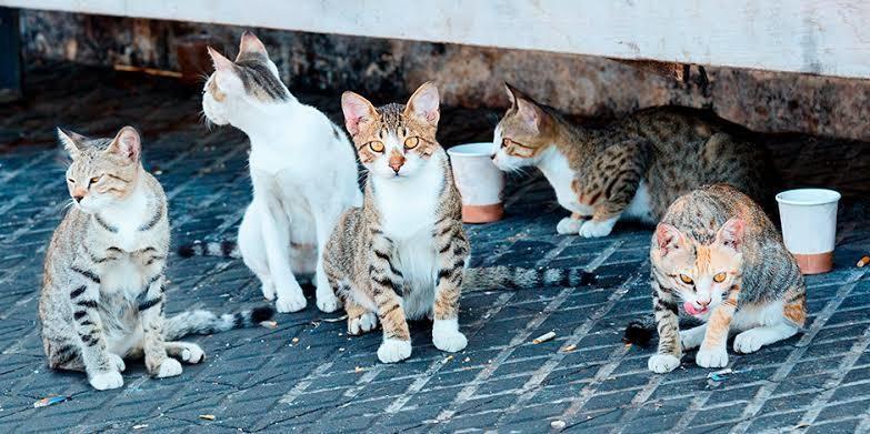 Gatitos en adopción. Foto: Victoria Jiménez