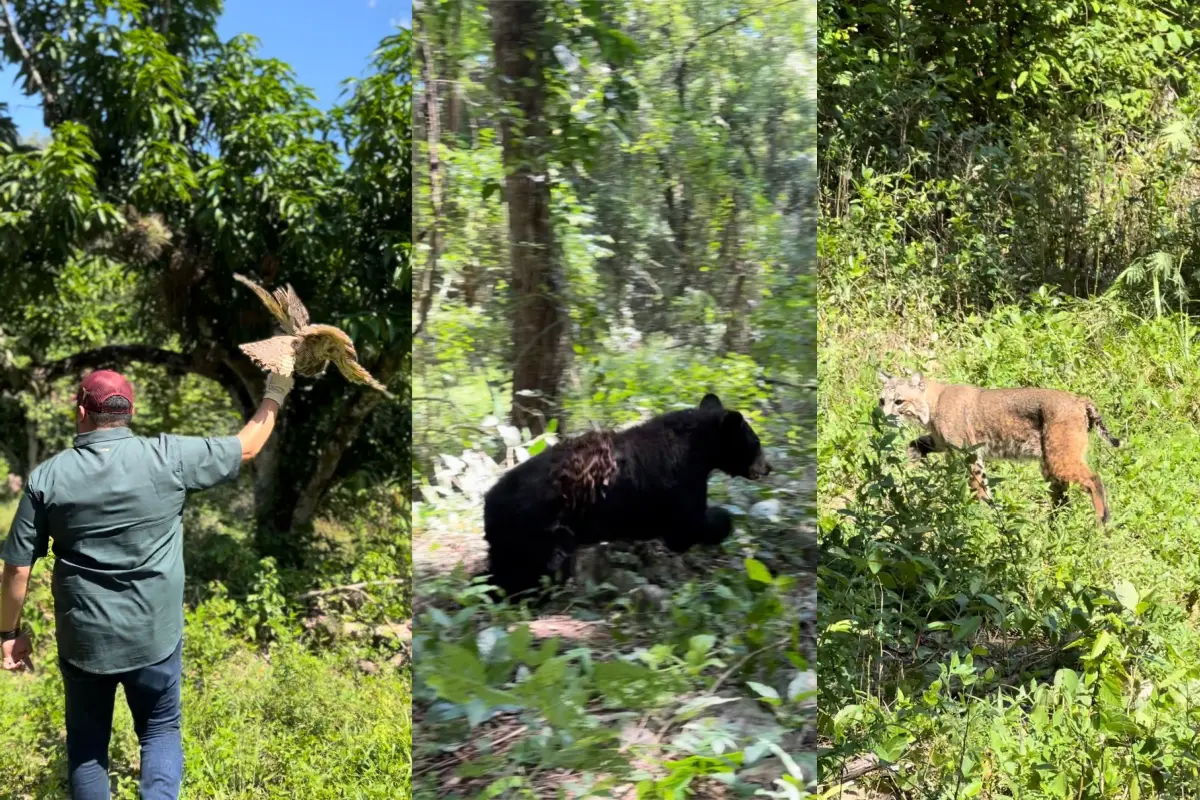 La PROFEPA y el equipo veterinario del Zoológico Tamatán participaron en la liberación de diversas especies recuperadas, garantizando su regreso seguro a la vida silvestre en Tamaulipas.