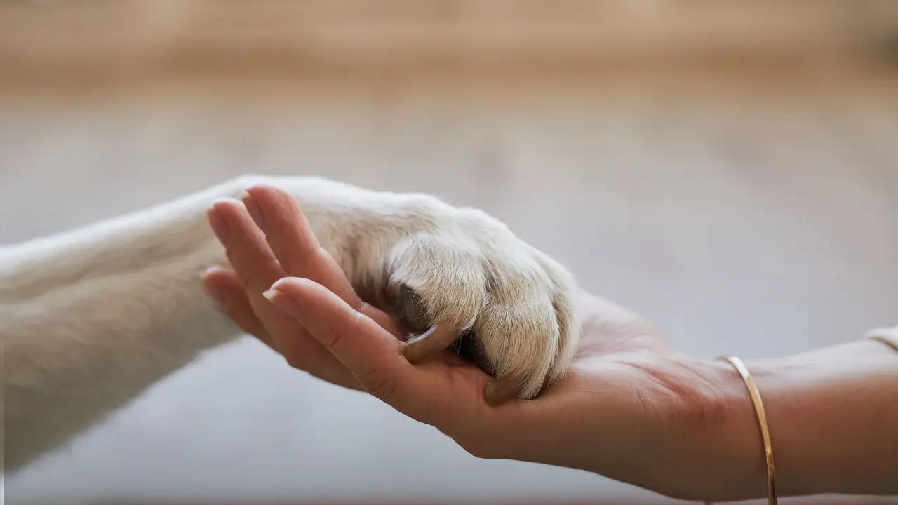 Apoyo a mascotas para la ciudadanía de Acuña / Foto: Canva