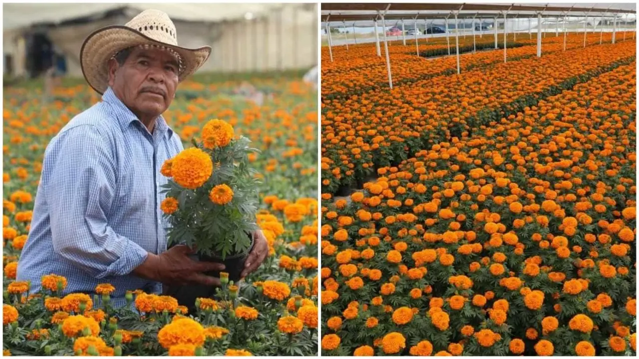 Los pequeños floricultores en Edomex venden directamente los manojos o macetas de flor de cempasúchil a precios muy accesibles. Foto. Gob. de Edomex