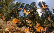 Mariposa Monarca pasa por Nuevo León: ¿Cómo protegerla en su migración?