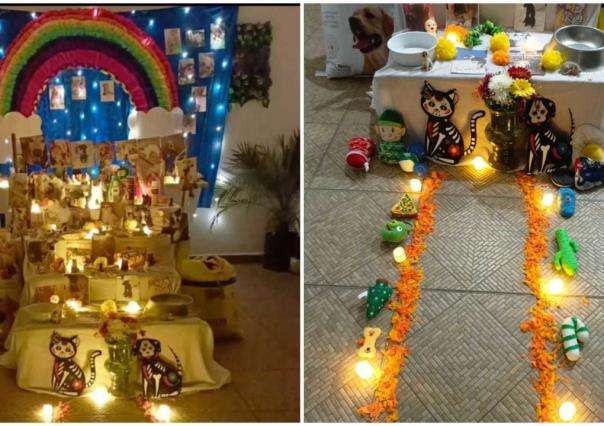 Día de Muertos: No olvides poner la ofrenda para tu mascota