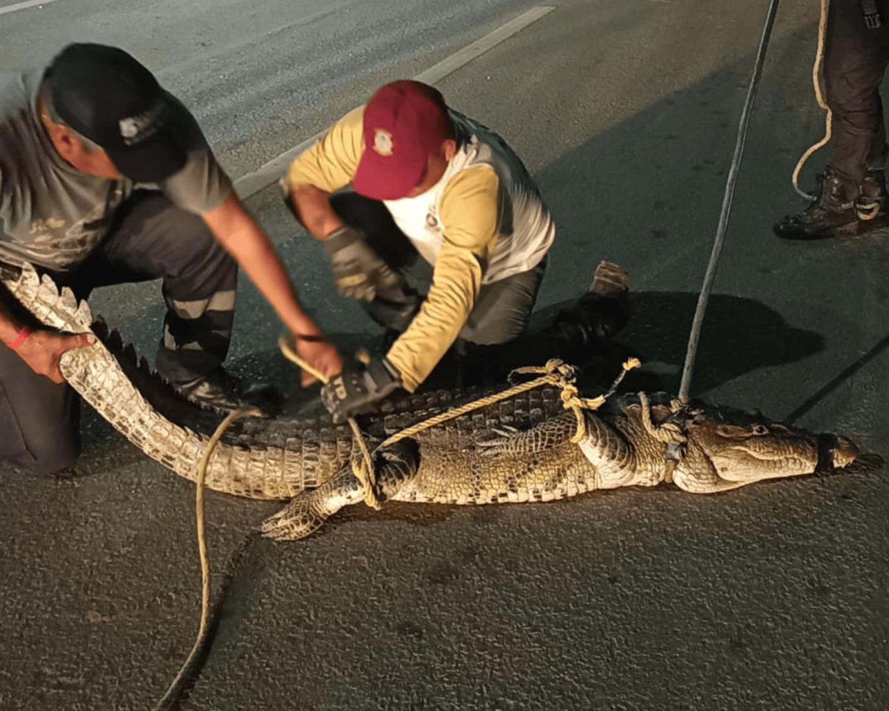 Durante la madrugada de hoy, un enorme cocodrilo fue visto deambulando por la Avenida de la Industria, a la altura del Fraccionamiento El Náutico, en Altamira, Tamaulipas.