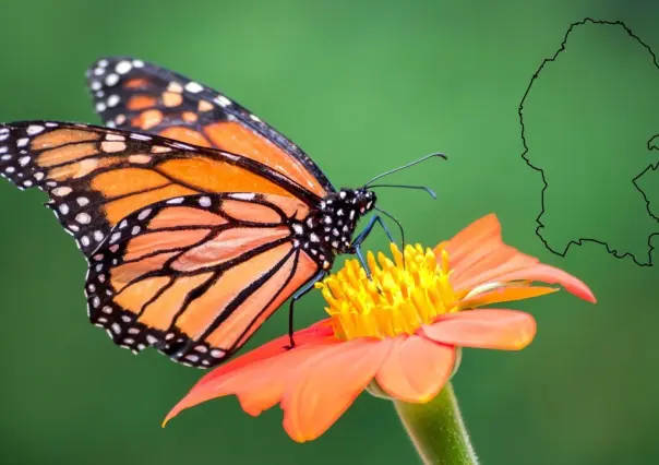 Mariposa Monarca en Coahuila, esta es la recomendación de Medio Ambiente