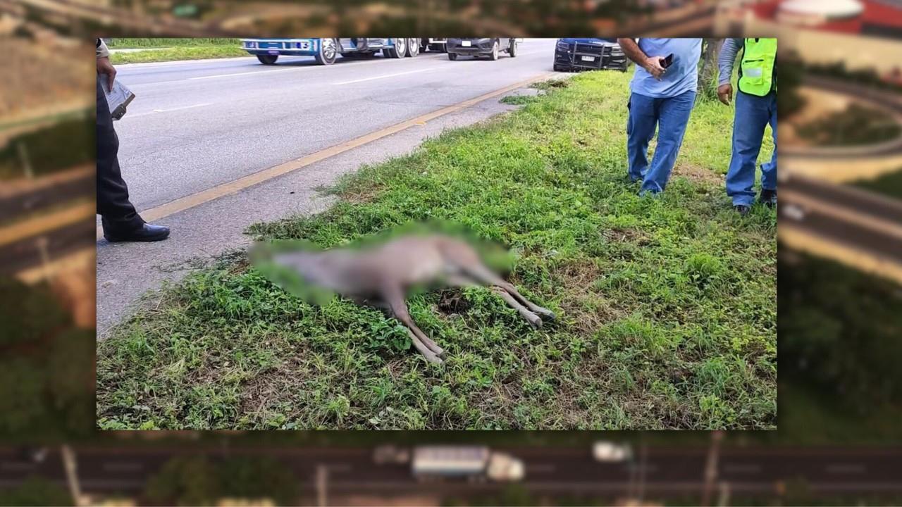 El animal falleció en el lugar del impacto Foto: Diario de Yucatán