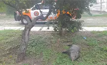 Guadalupe: rescatan a jabalí arrollado en Contry la Silla Guadalupe: rescatan a jabalí arrollado en Contry la Silla