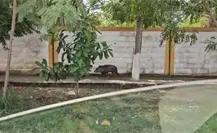 Jabalí es sorprendido circulando sobre las calles de Ciudad Madero (FOTOS) Jabalí es sorprendido circulando sobre las calles de Ciudad Madero (FOTOS)