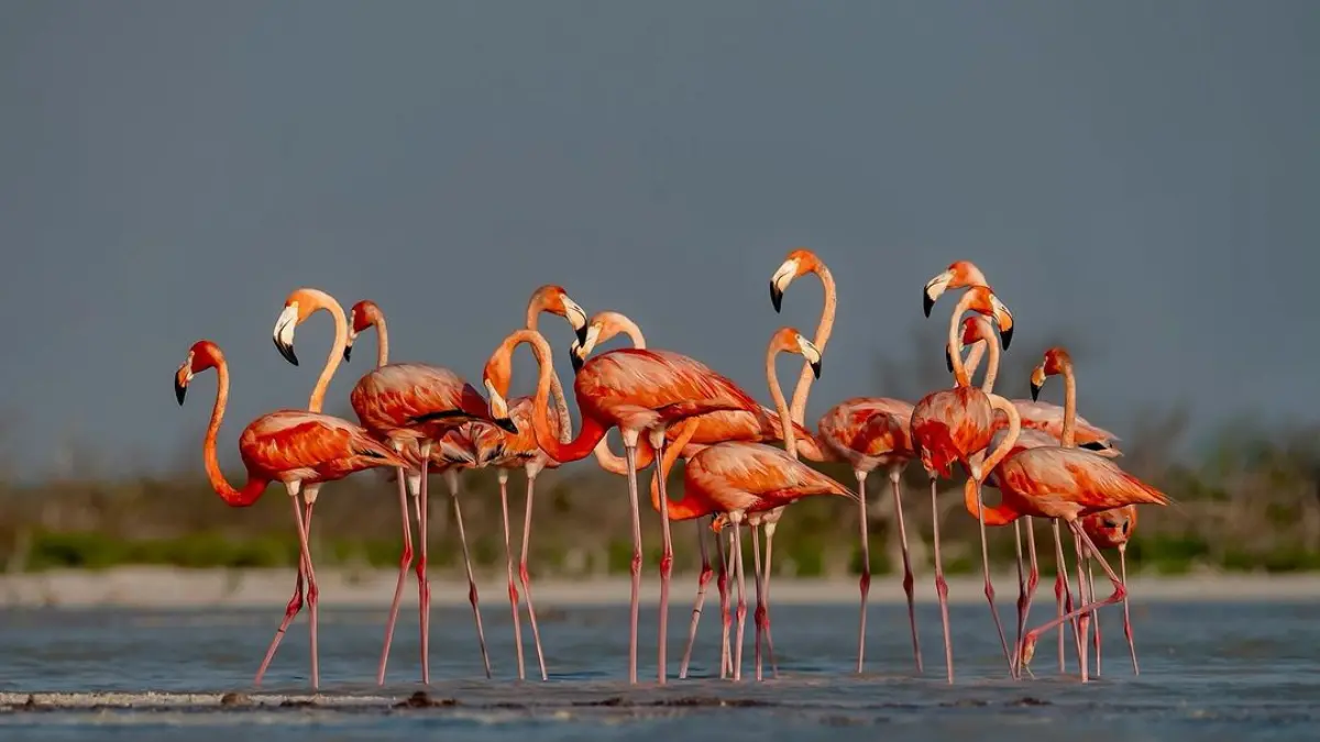 A finales de año es la mejor época para ver a estas aves en Yucatán Foto: Instagram nativasoy