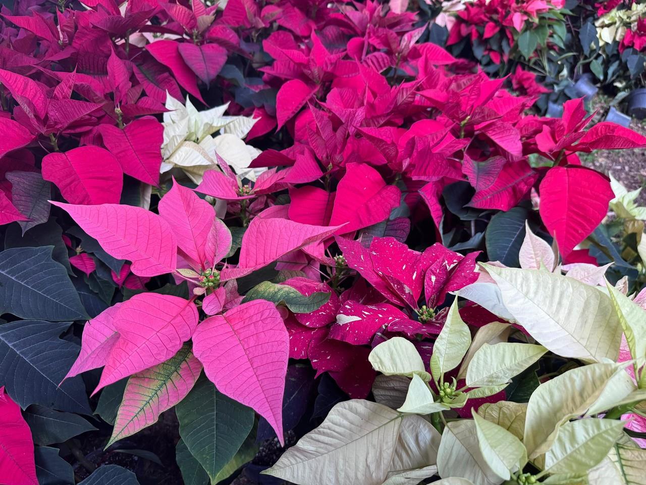 La flor de nochebuena es una planta emblemática que adorna los hogares durante las fiestas decembrinas.- Foto de Alejandra Vargas