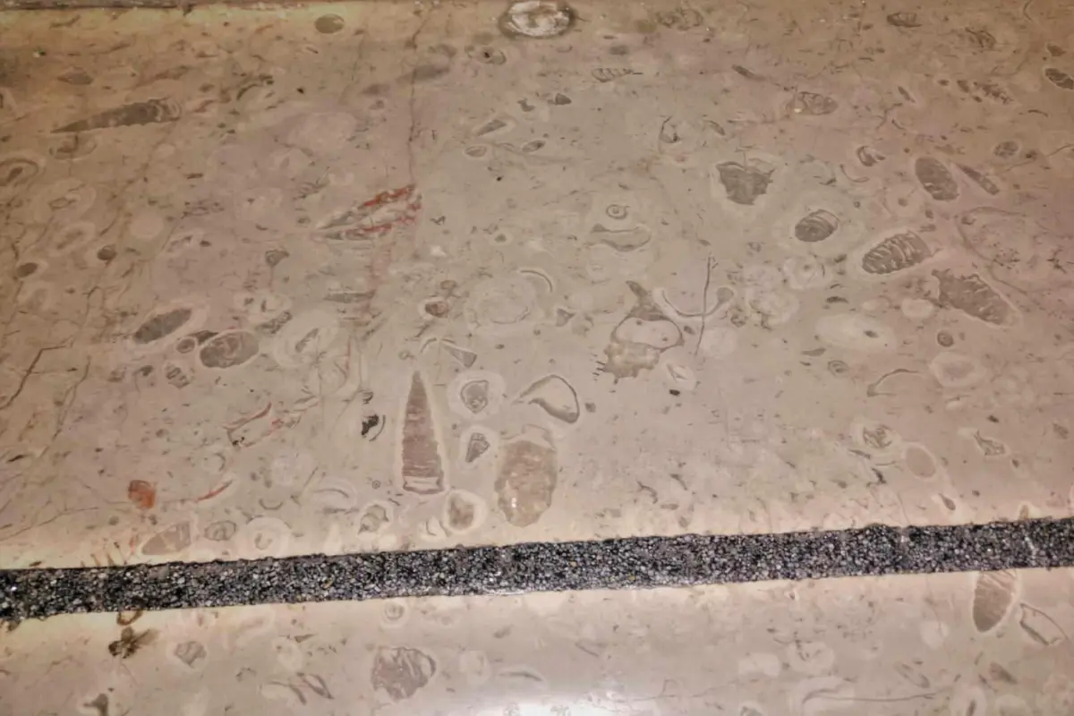 Así se ven los fósiles marinos en el piso del Metro CDMX. Foto: Facebook Los fósiles del metro CDMX