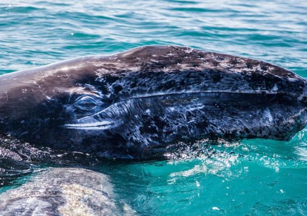 3 tipos de ballenas que viven en BCS y seguro no conocías