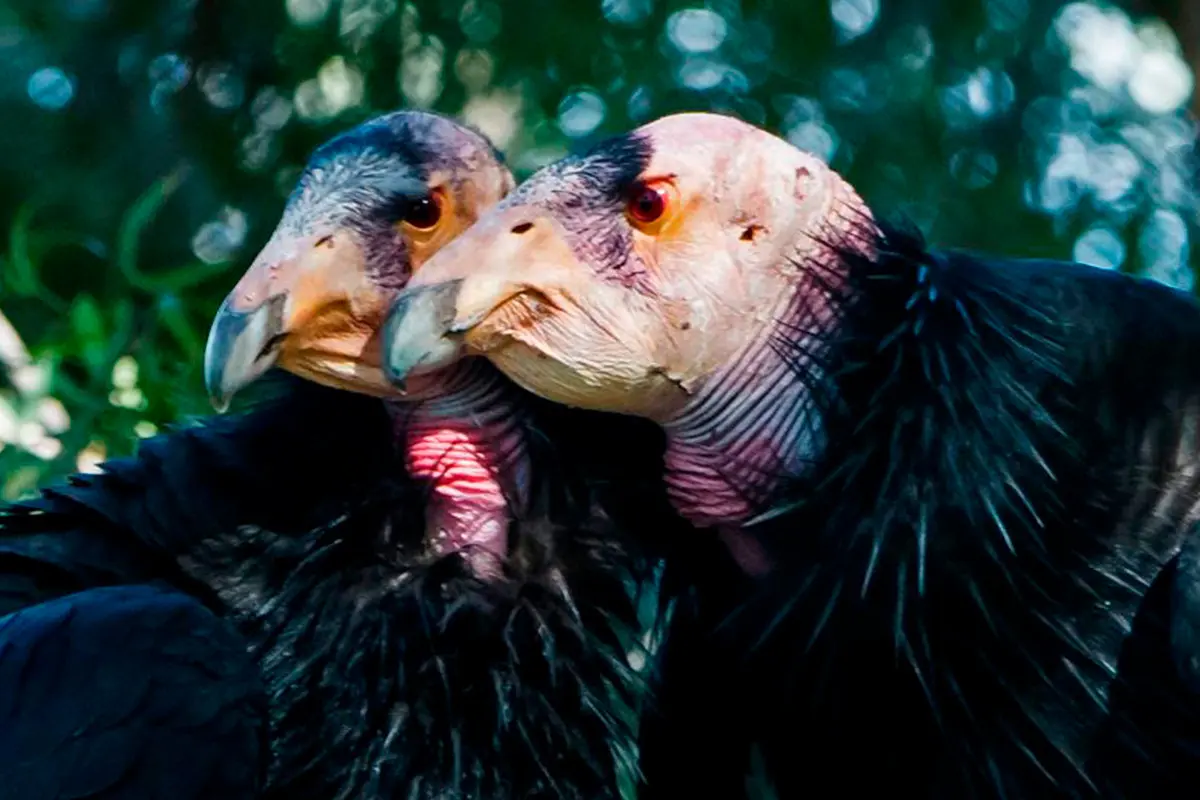 Cóndor de California. Fotos: National Geographic.