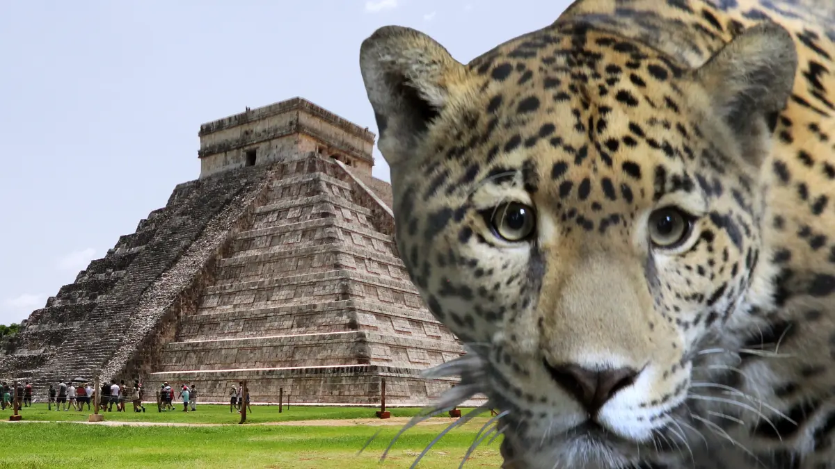 Este felino también es llamado el tigre de América y está en peligro de extinción Foto: Canva/Profepa