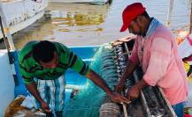 Amplían la temporada de pesca de pulpo en Yucatán: Esta es la nueva fecha