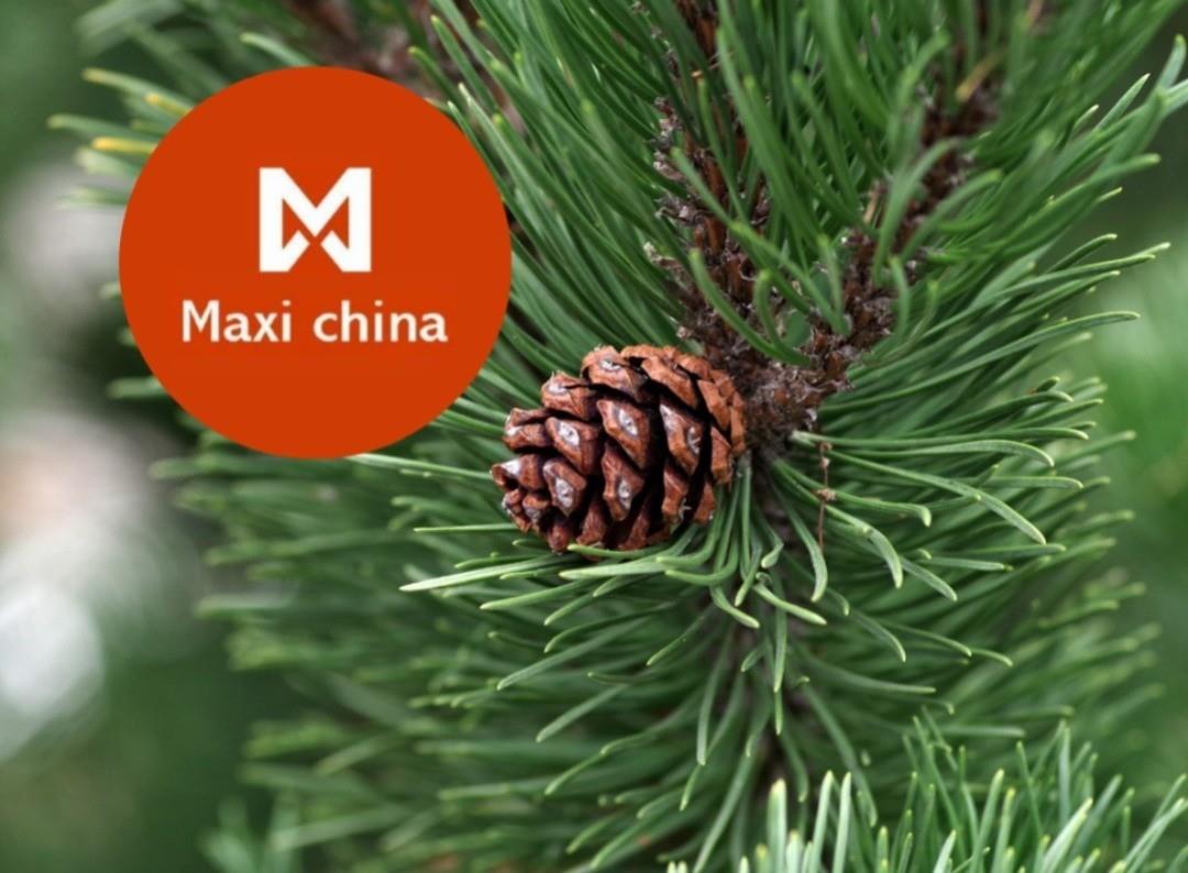 Pinos navideños que se pueden adquirir en Maxi China para está navidad. Foto: Canva/Maxi China.