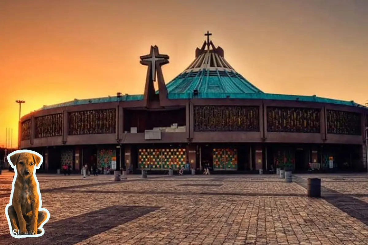 Al fondo la Basílica de Guadalupe, perro abandonado Foto: Dificonsa, X/@AgatanCdmx