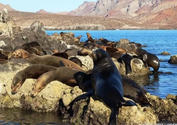 Esta isla de La Paz en BCS es el sueño de los buzos para explorar barcos hundidos