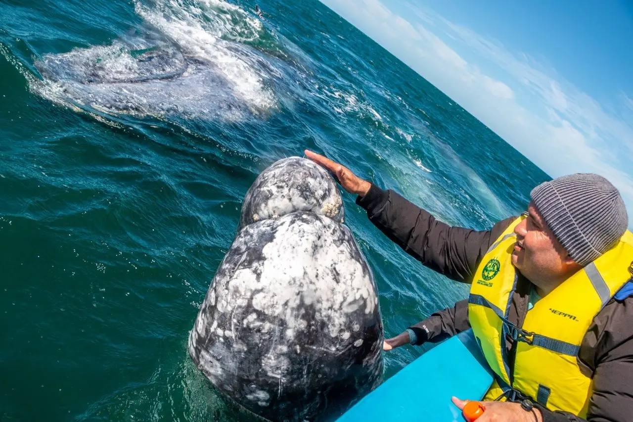 Descubre dónde y cuándo observar ballenas grises en Baja California Sur. Foto: Alberto Cota