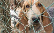 Maltrato animal en Yucatán, ¿cuáles son los actos o conductas para definir los casos?