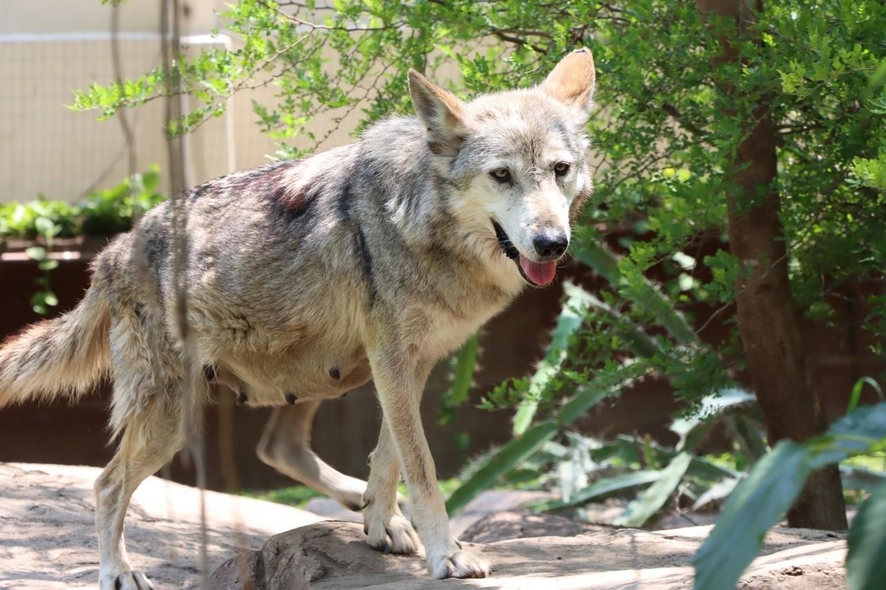 Lobo Mexicano. Foto: Redes Sociales