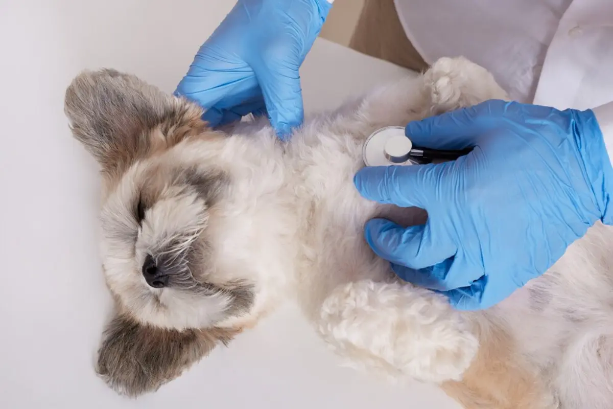 Veterinario acariciando a un perrito antes de esterilizarlo.   Foto: Freepik.