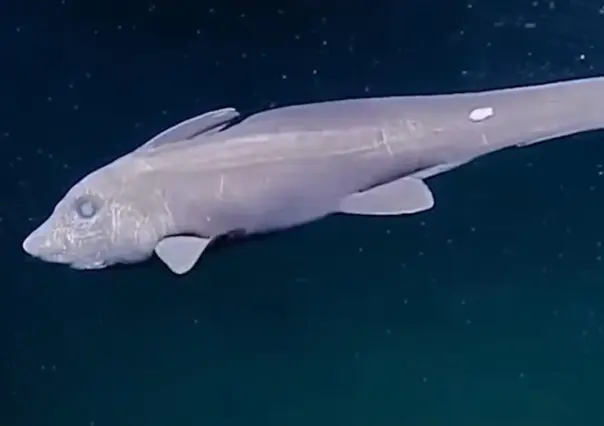 Conoce al tiburón fantasma, la rara criatura que apareció en el Mar de Cortés