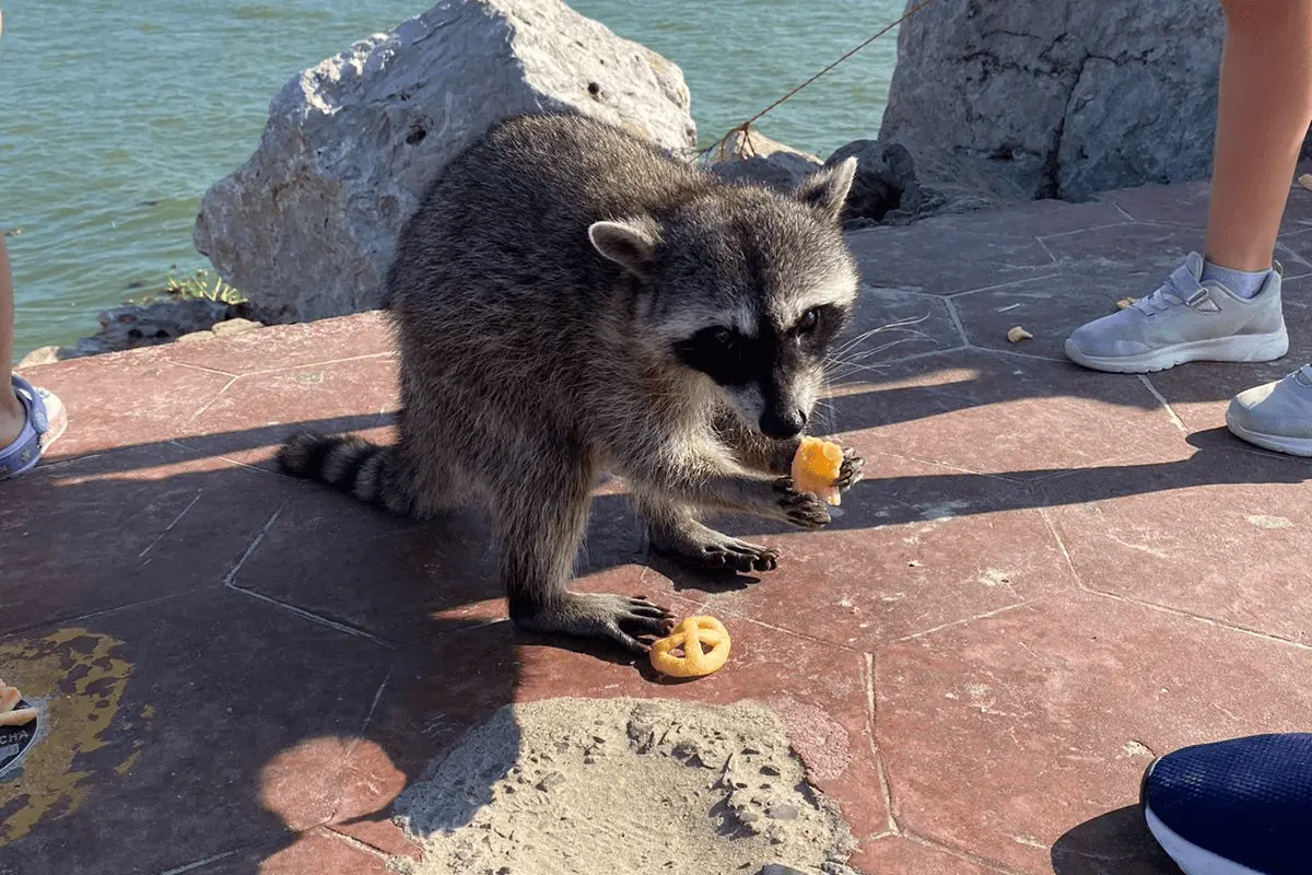 Para poder interactuar con los famosos mapaches de Miramar hay que dirigirse hacia la playa de Ciudad Madero, específicamente en el área del Malecón en las escolleras. Foto: Redes sociales