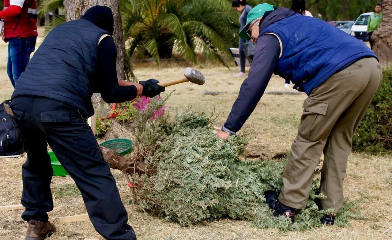 ¡Dale una nueva vida a tu árbol de Navidad! Lleva tu árbol a los Ecocentros. Foto: @SEDEMA_CDMX