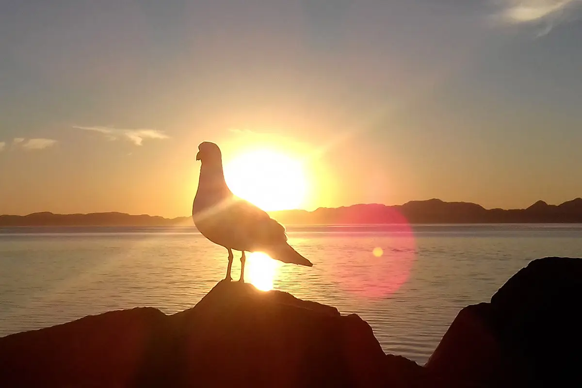 A lo lejos, la Isla Coronado; donde aterriza la paloma: el malecón de Loreto. Fotografías de Modesto Peralta Delgado.