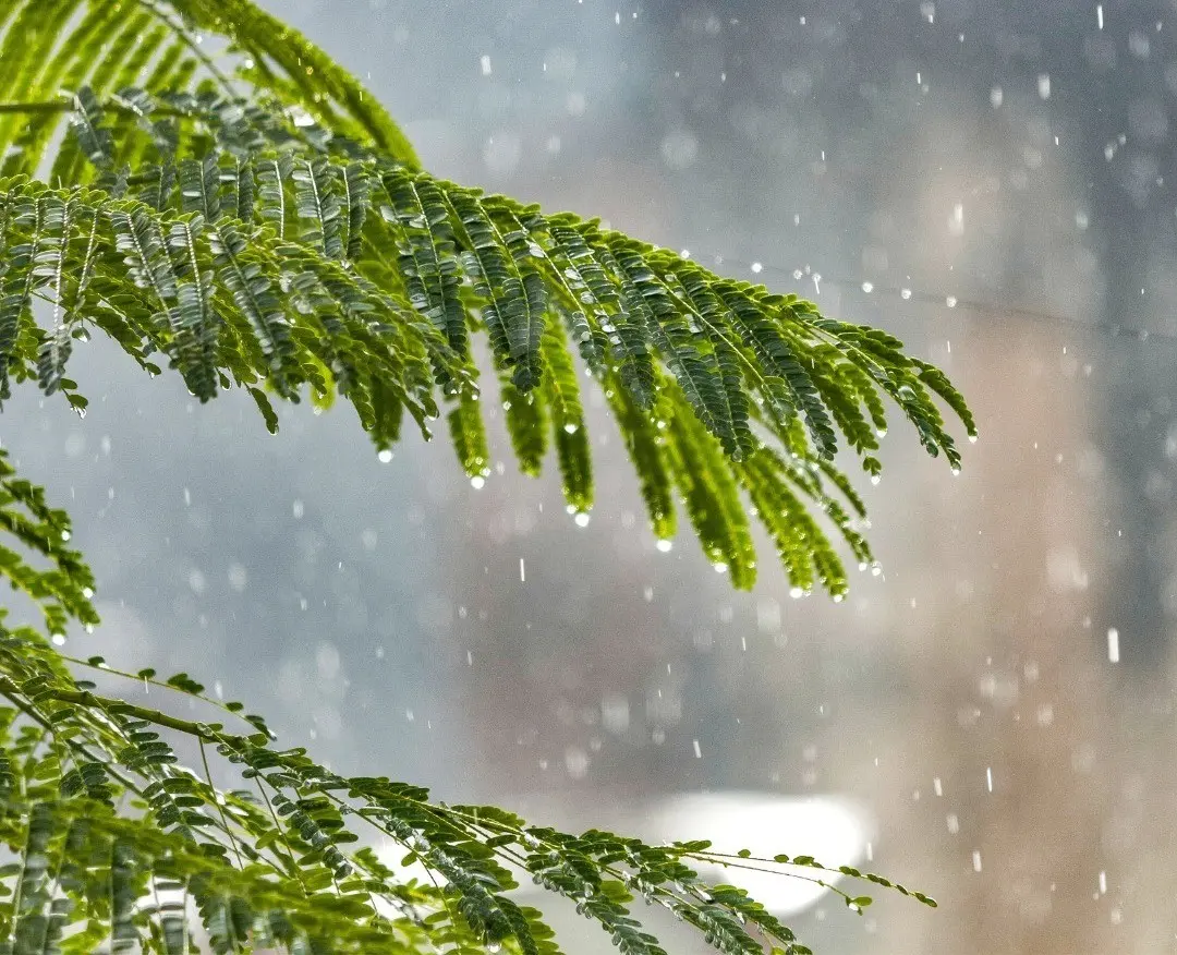 Durante el Frente frío 25, las lluvias estuvieron presente en la mayoría del estado de Nuevo León. Foto: Canva.