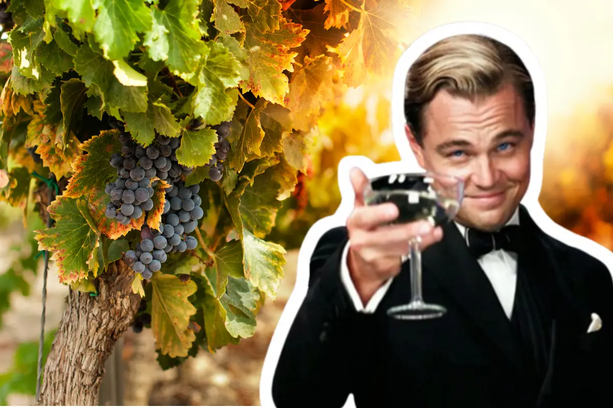 Viñedos más completos de Parras de la Fuente, Coahuila / Foto: Film El Gran Gatsby | Canva