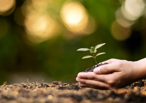 Esto debes de saber sobre la conservación de árboles nativos en Nuevo León