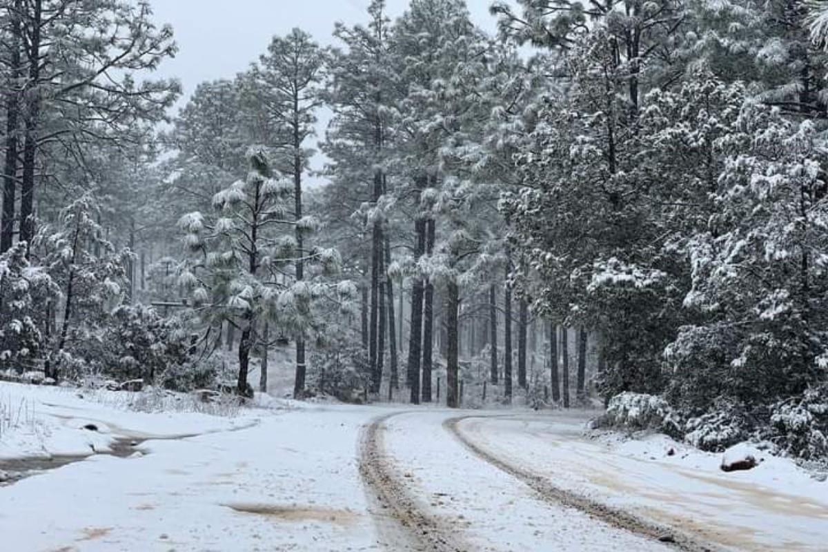 Bosque con nieve en Chihuahua Foto: X(Twitter) @webcamsdemexico