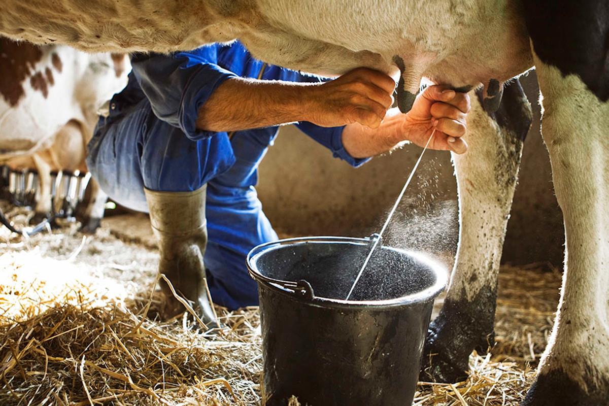 Con los apoyos de Sepada, crece la producción de leche en el campo de Comondú. Foto: AllAboutFeed.Net