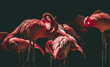 El paraíso terrenal con flamencos rosas que está a una hora de Yucatán