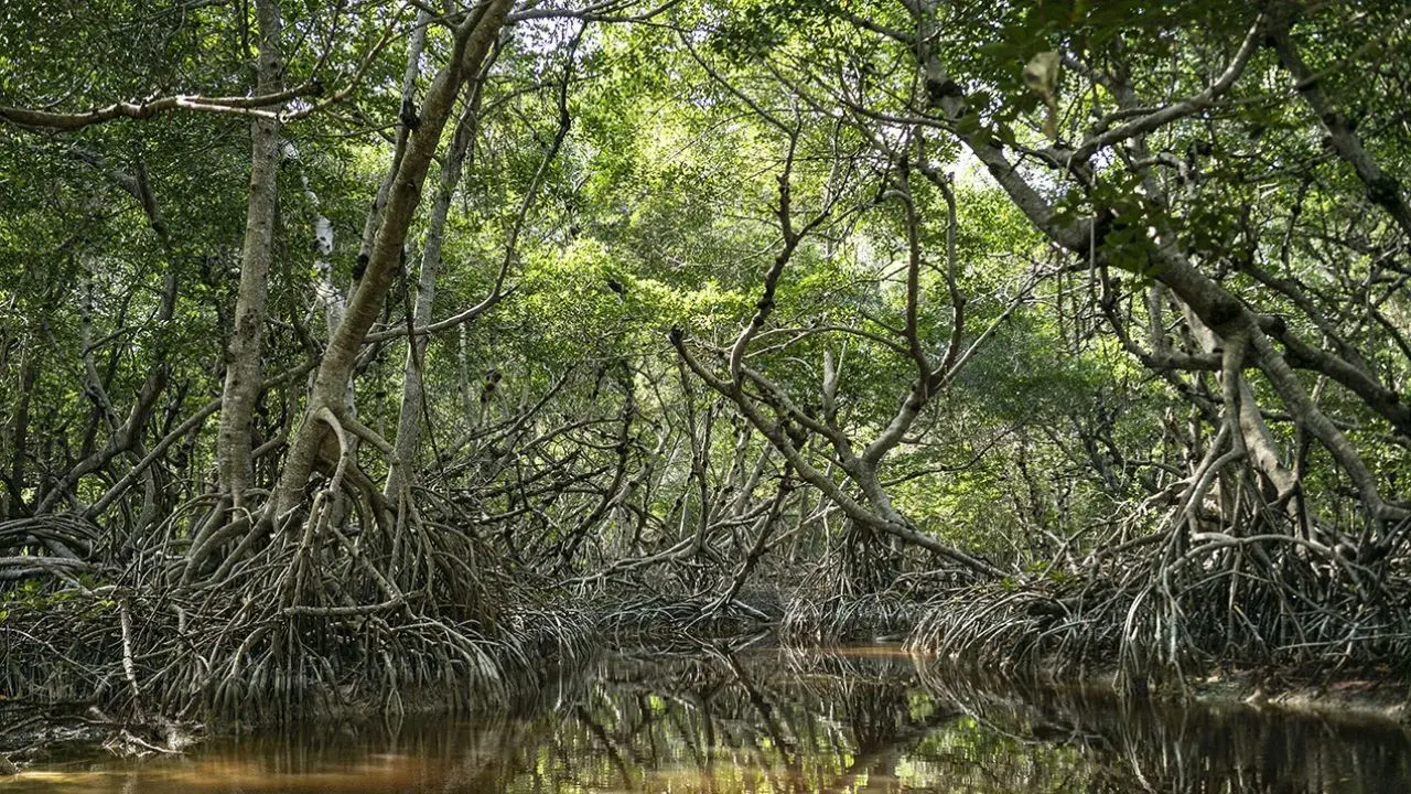 ¿Qué tipos de manglar existen y cuáles son su ubicación? Foto: UNESCO