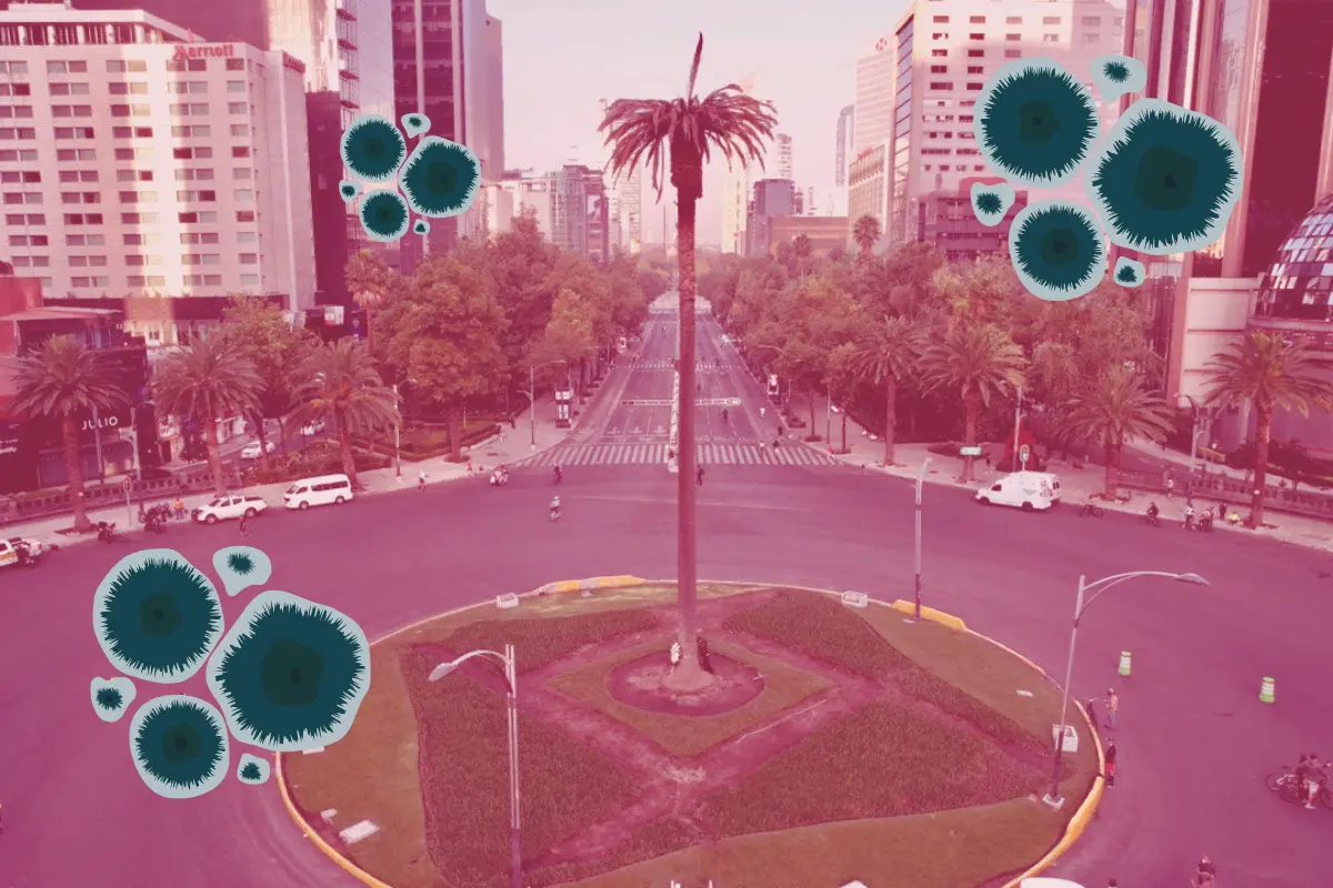 De fondo palmera de CDMX con pudrición rosa, ilustraciones de hongo. Foto: SEDEMA | Canva